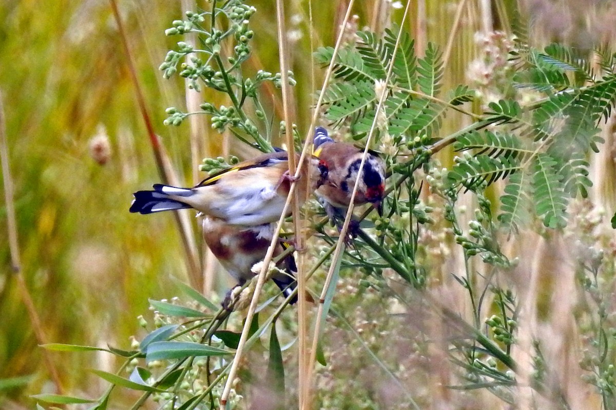 European Goldfinch - ML643692631