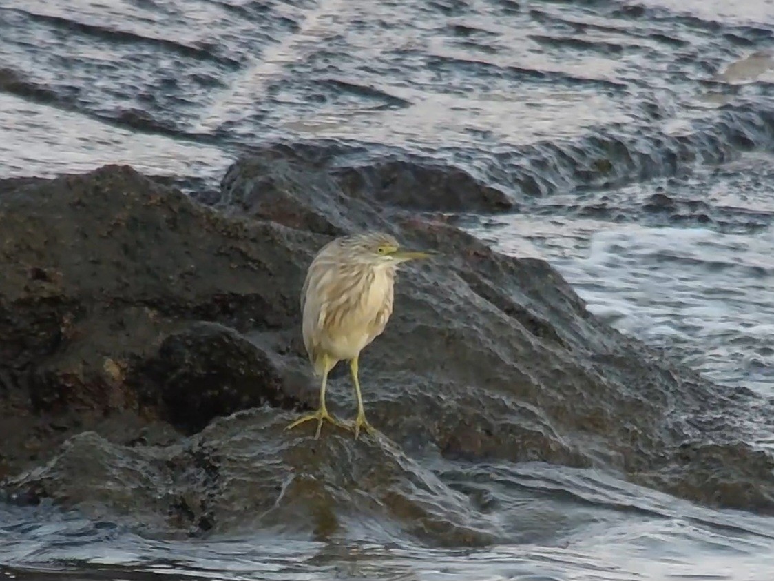 Squacco Heron - ML643692647