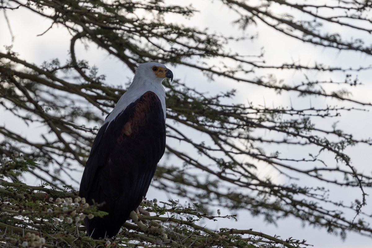 African Fish-Eagle - ML643692648