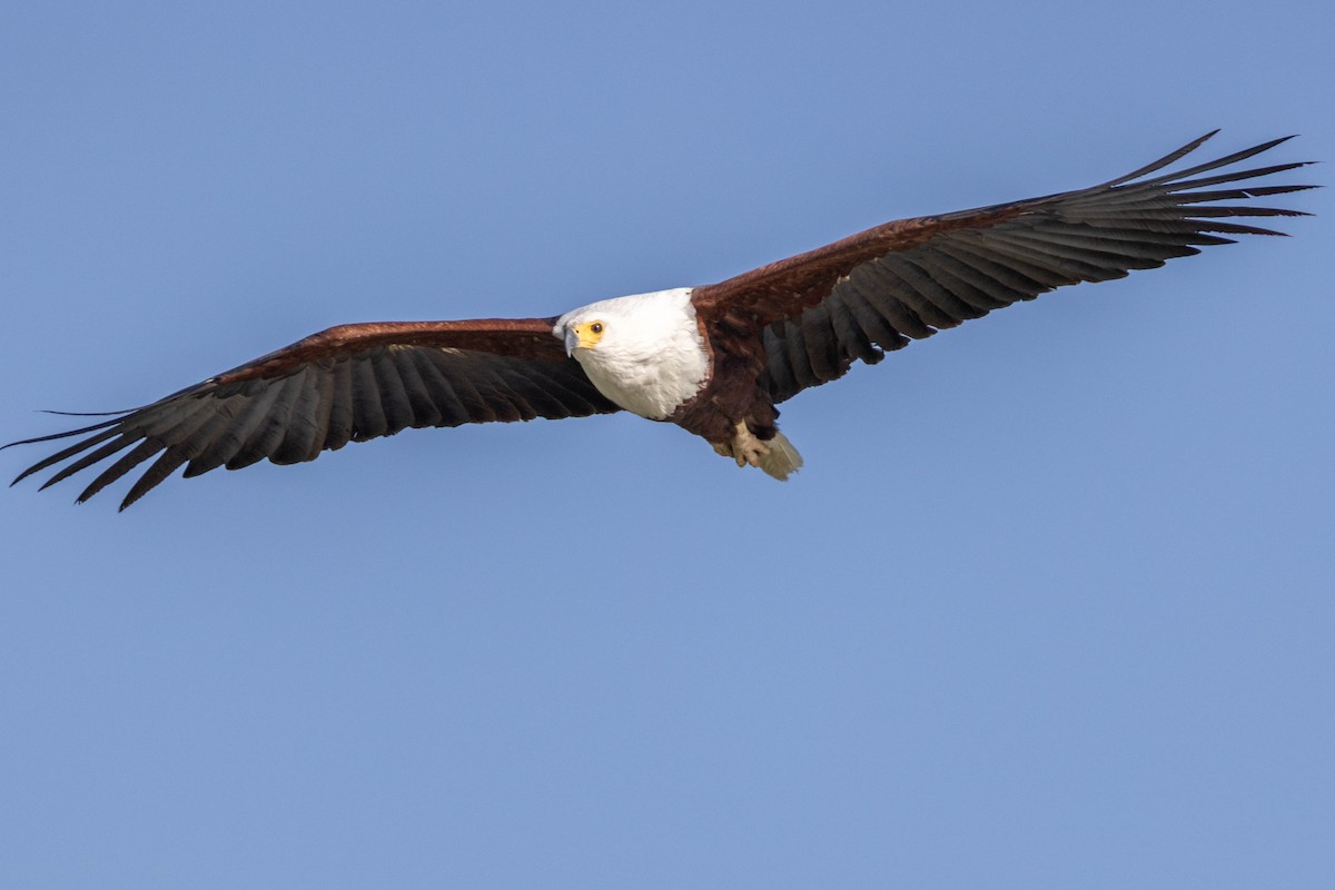 African Fish-Eagle - ML643692649