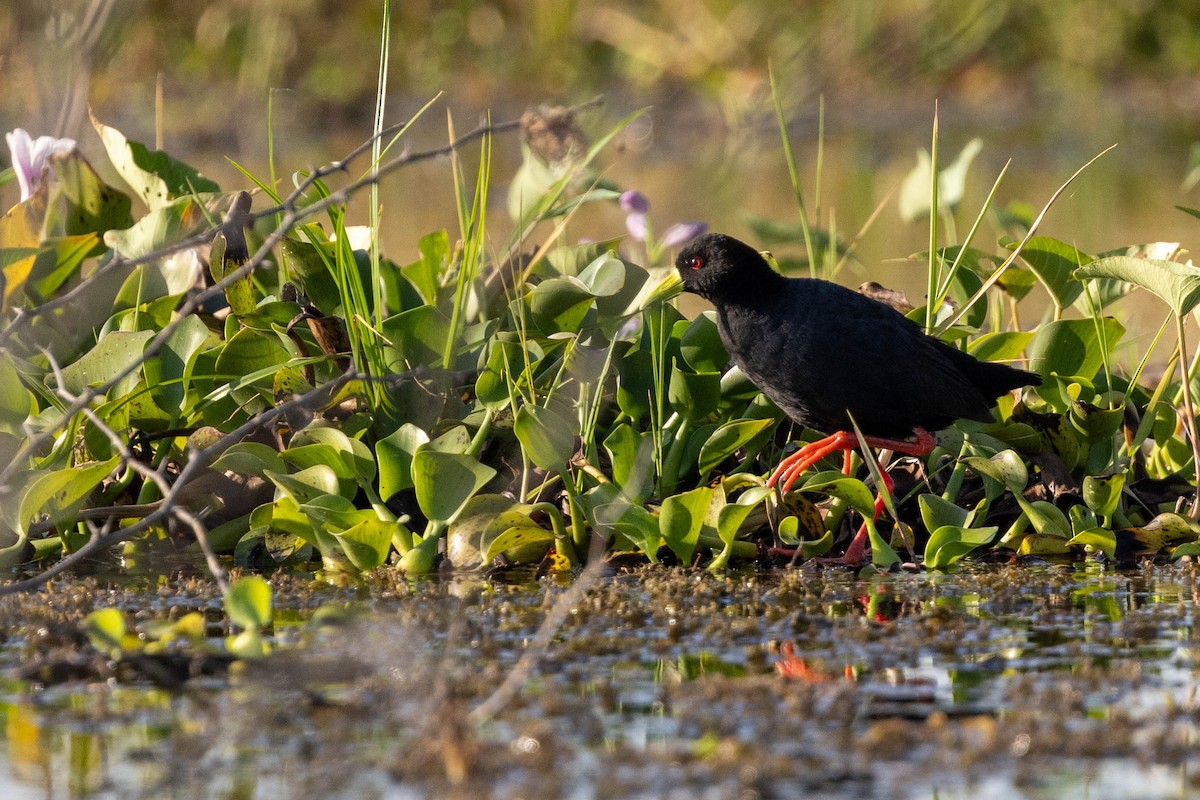Black Crake - ML643692664
