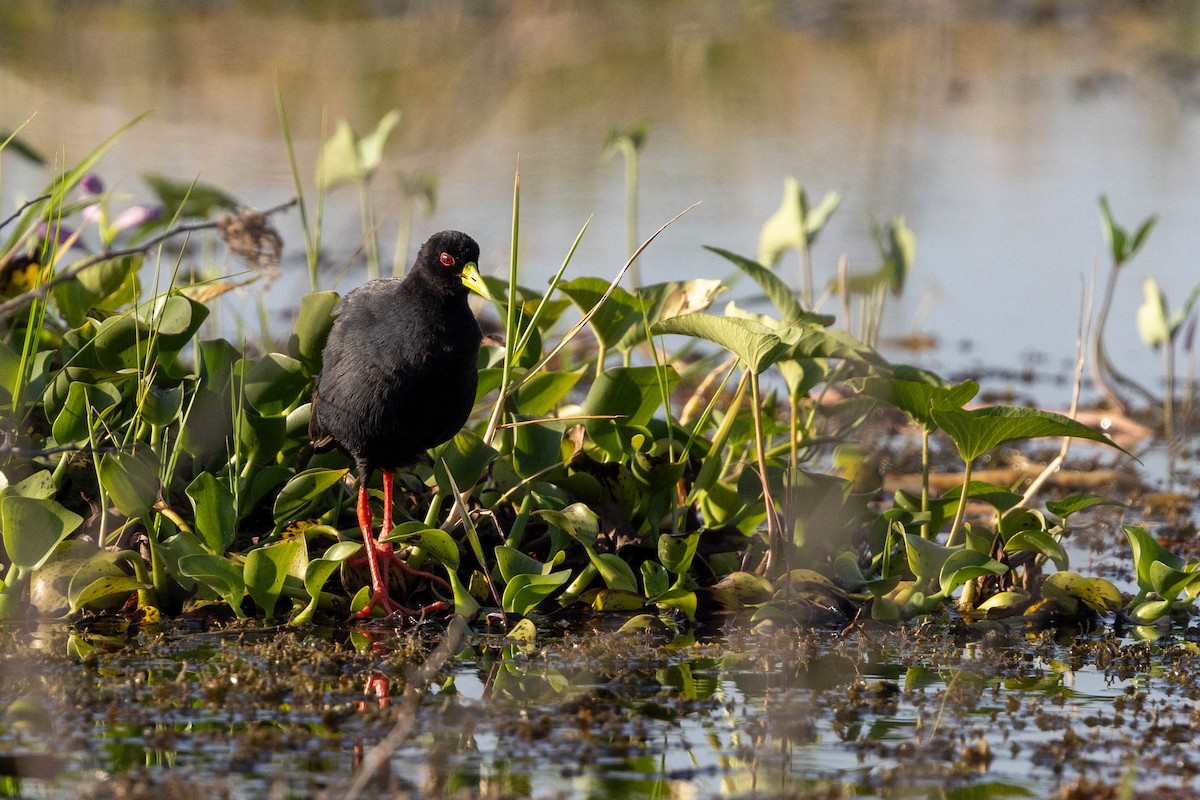 Black Crake - ML643692665