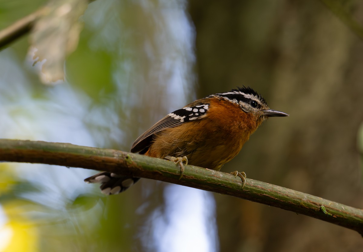 Bertoni's Antbird - ML643692694