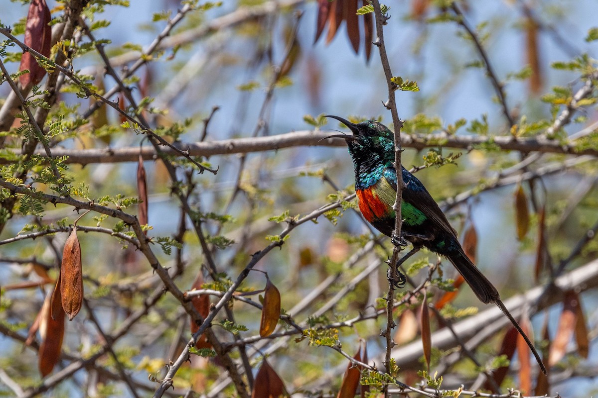 Beautiful Sunbird - ML643692704