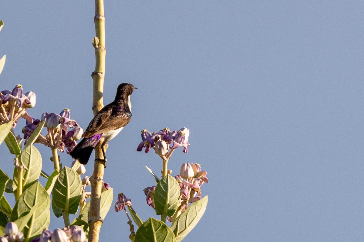 Eastern Violet-backed Sunbird - ML643692739