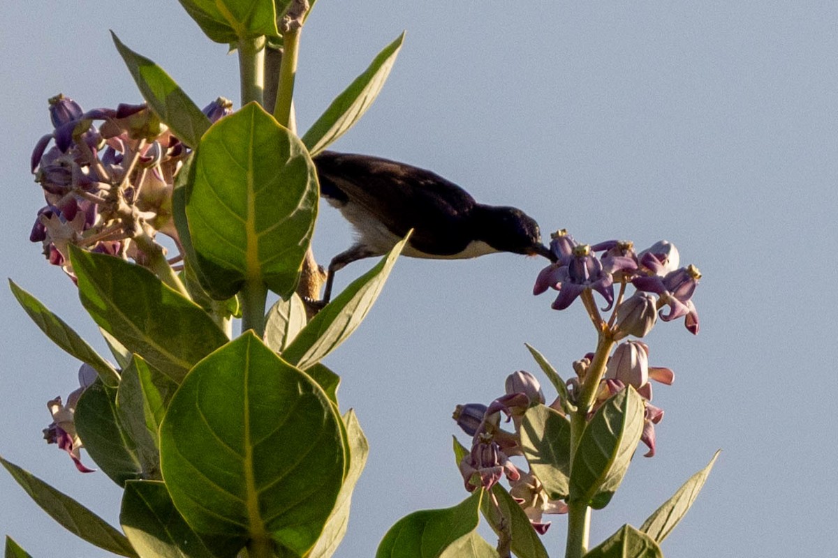 Eastern Violet-backed Sunbird - ML643692740