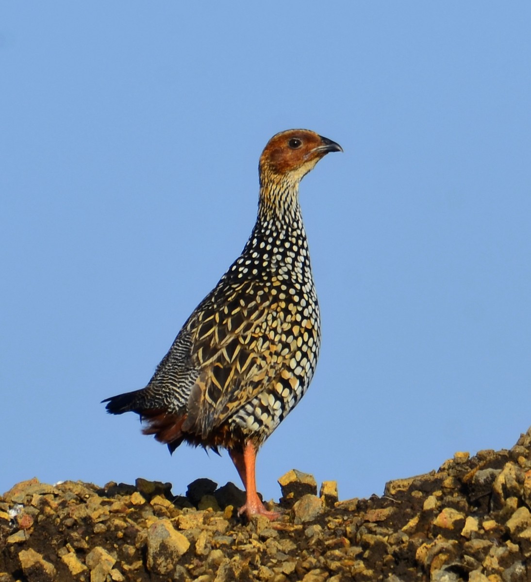 Painted Francolin - ML643692753