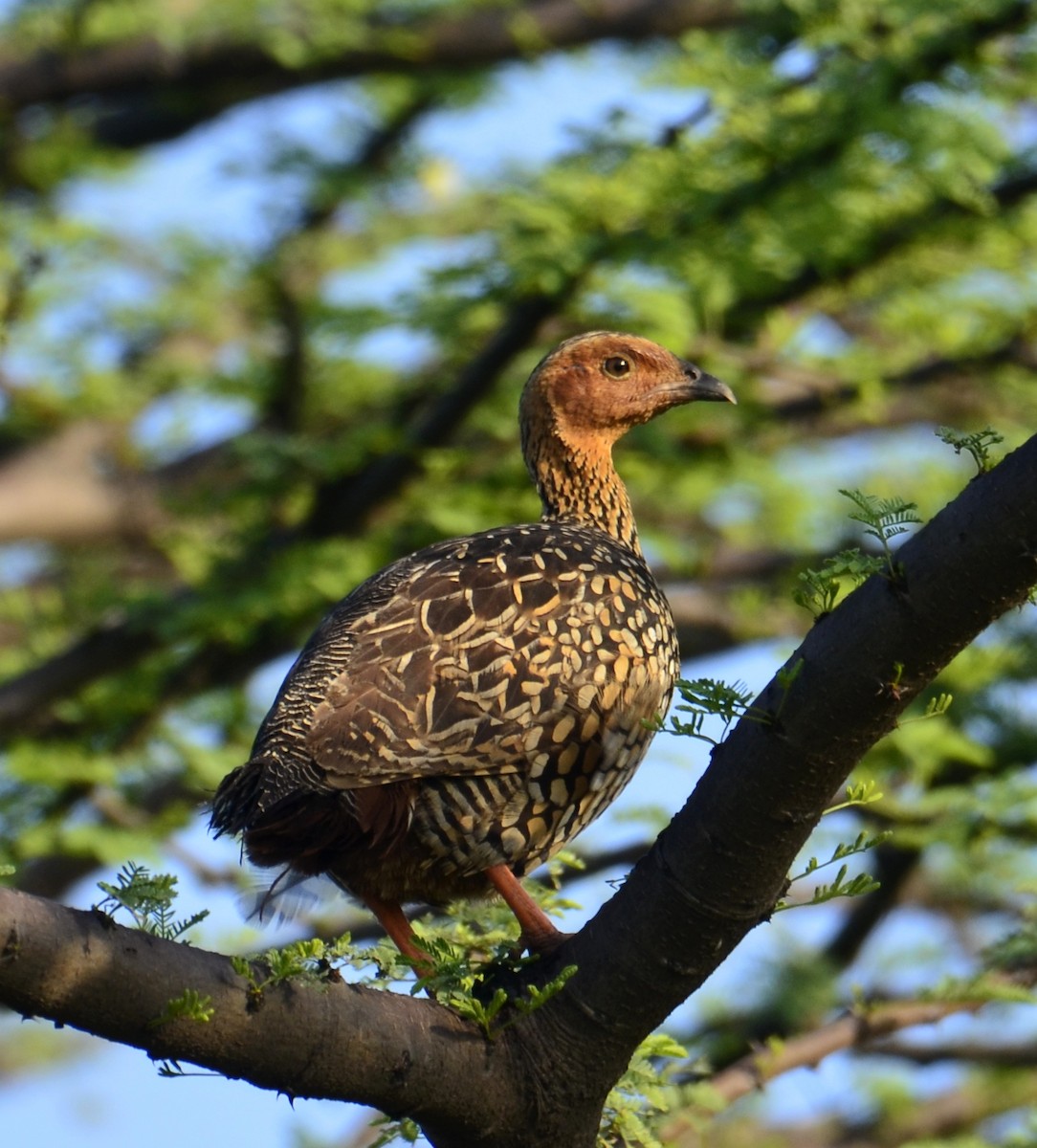 Painted Francolin - ML643692754