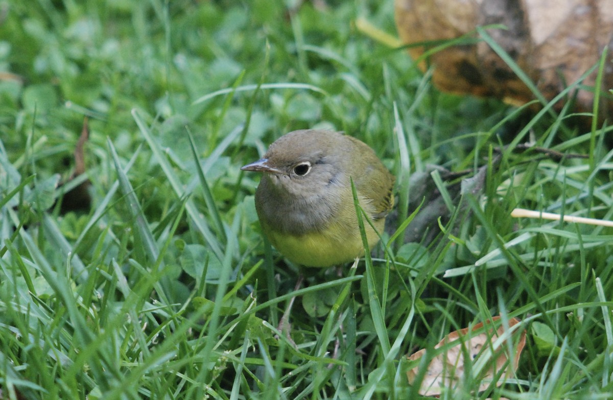 Connecticut Warbler - ML643692800