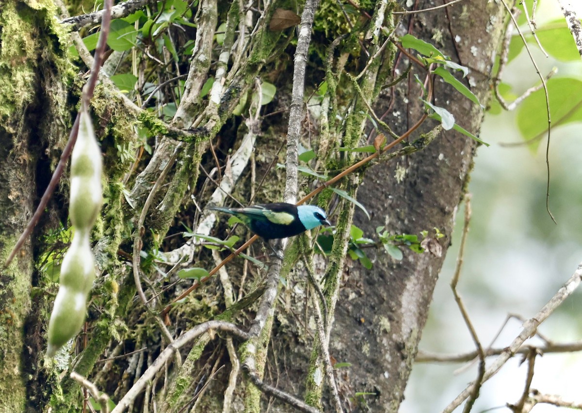 Blue-necked Tanager - ML643692818