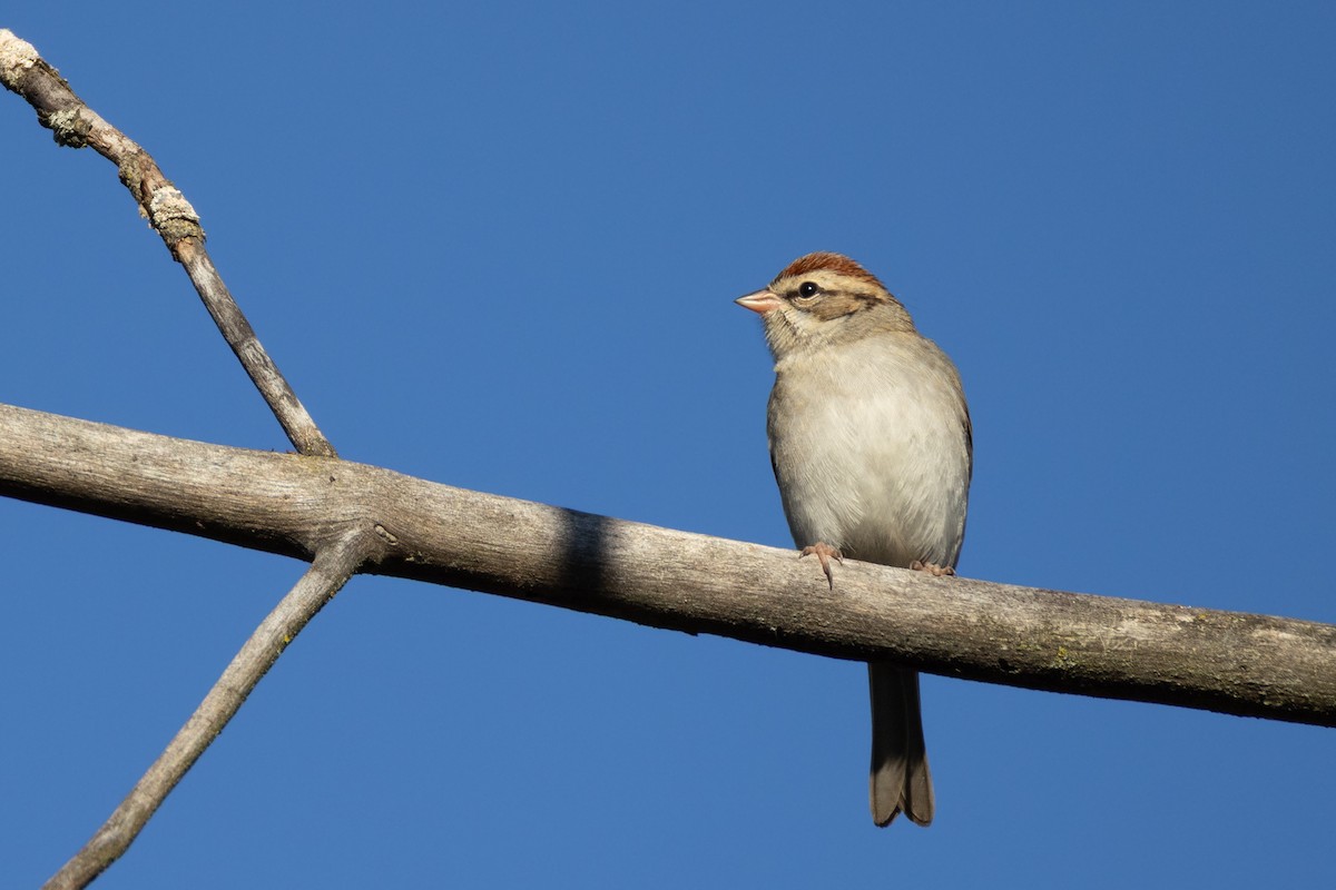 Chipping Sparrow - ML643692828