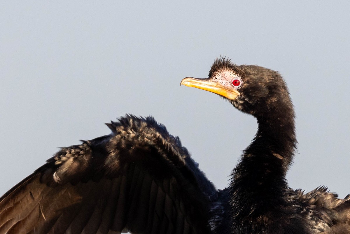 Reed Cormorant - ML643692834