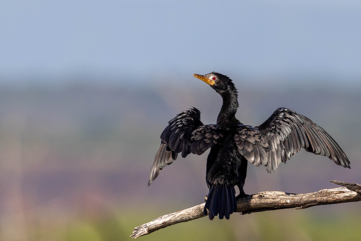 Reed Cormorant - ML643692835