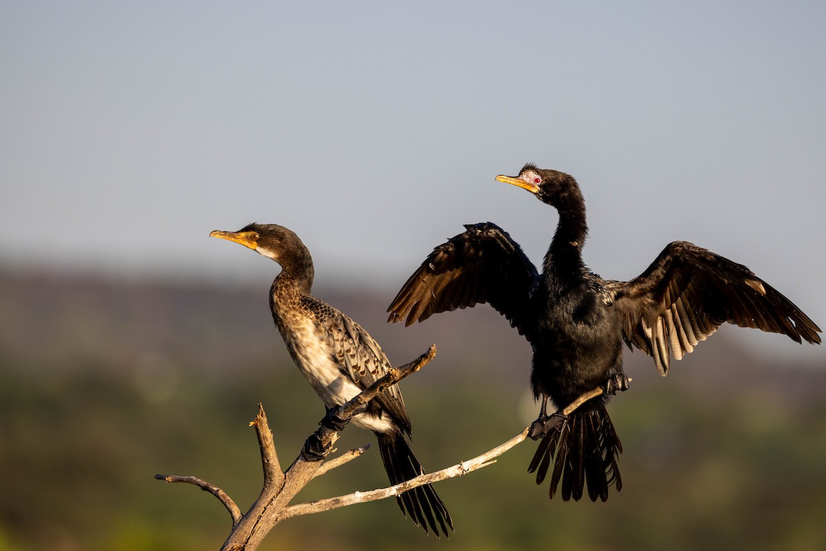 Reed Cormorant - ML643692836