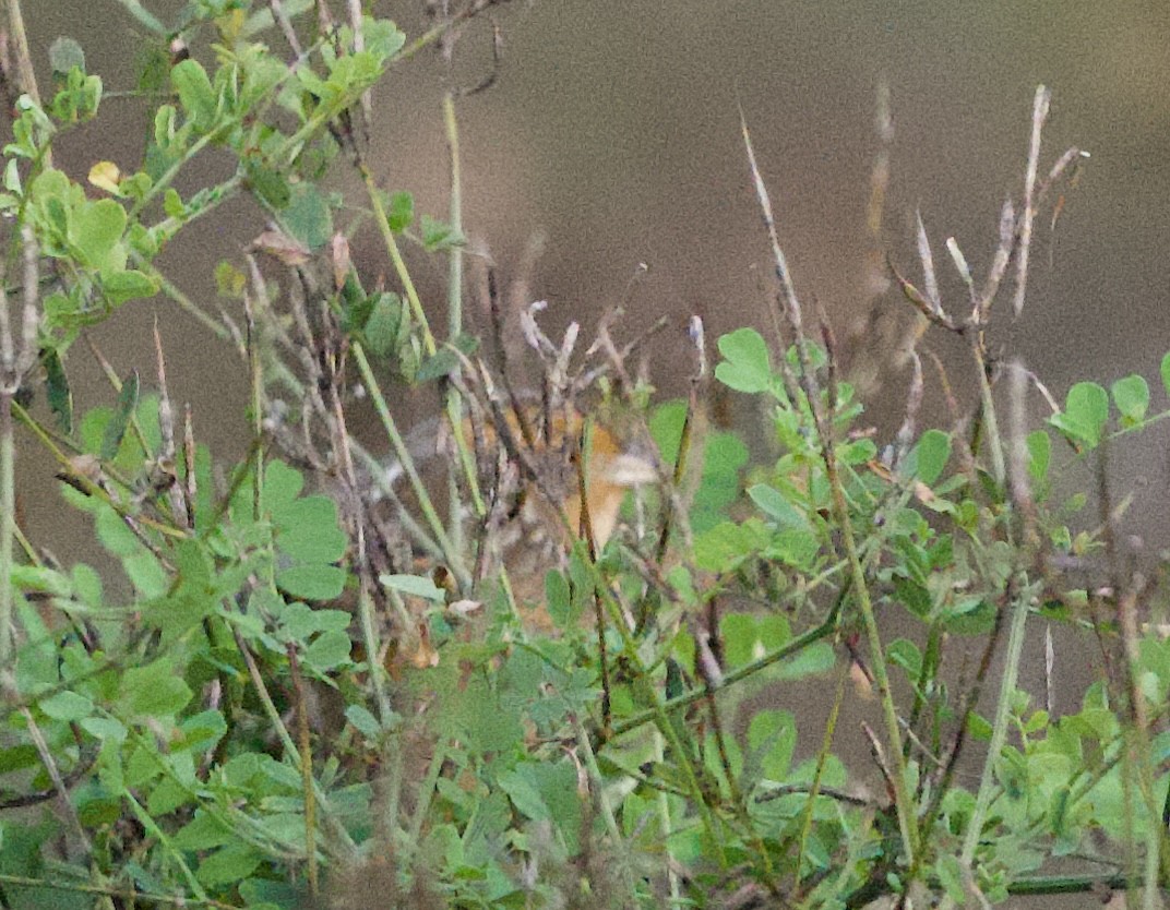Nelson's Sparrow - ML643692845