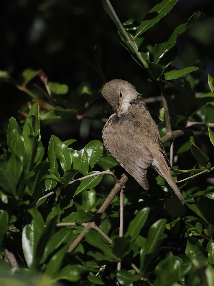 Western Olivaceous Warbler - ML643692849