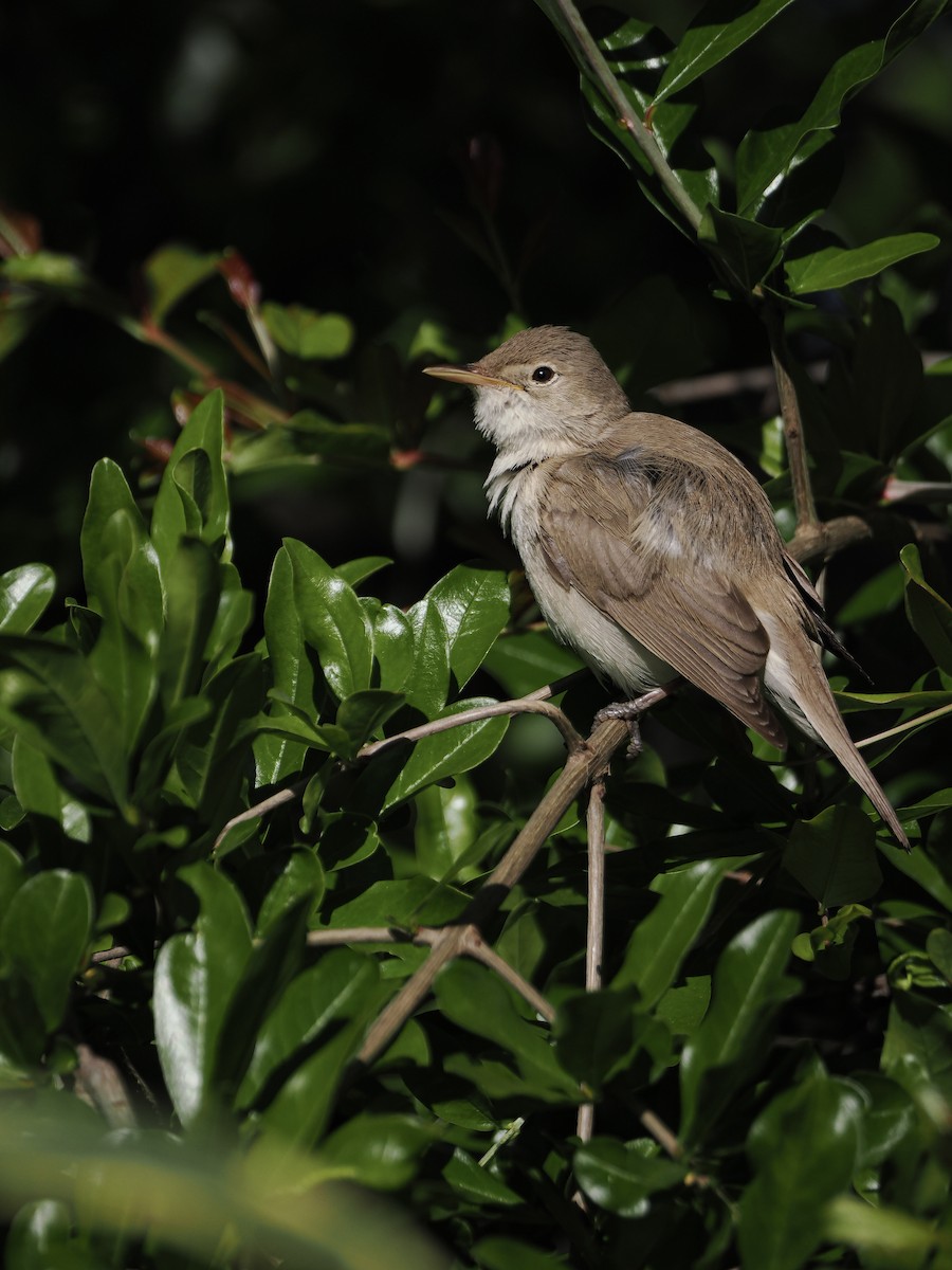 Western Olivaceous Warbler - ML643692850