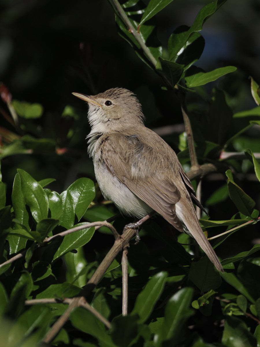 Western Olivaceous Warbler - ML643692851