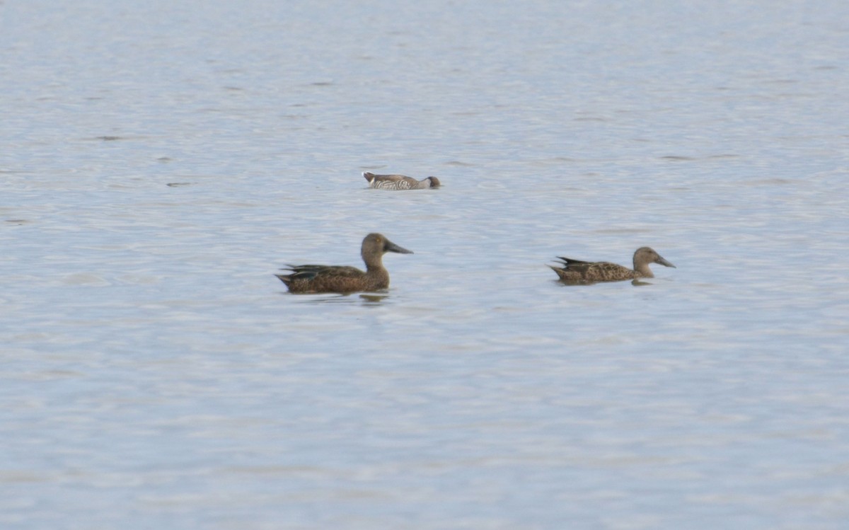 Australasian Shoveler - ML643692858