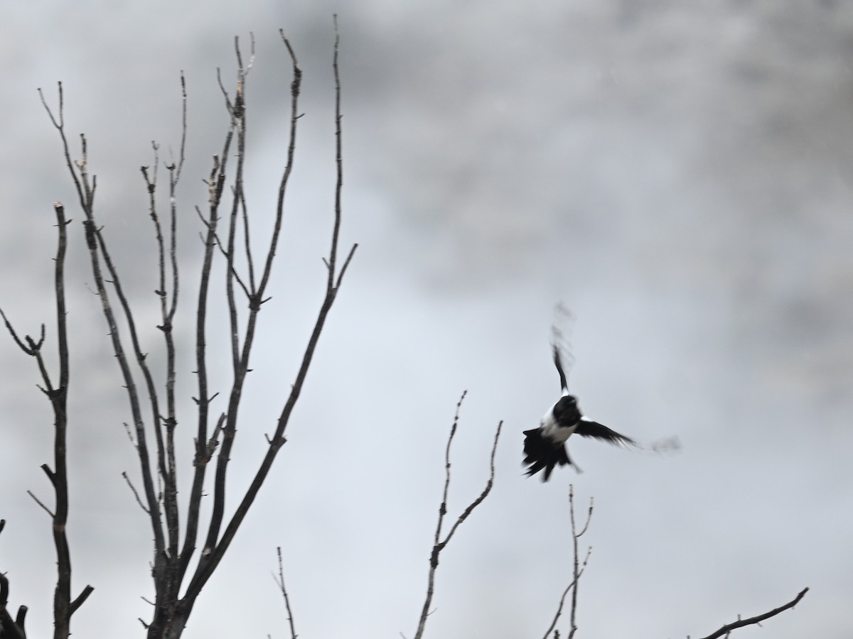 Black-billed Magpie - ML643692876