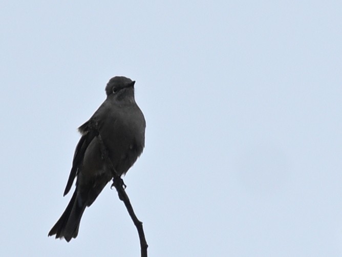 Townsend's Solitaire - ML643692879