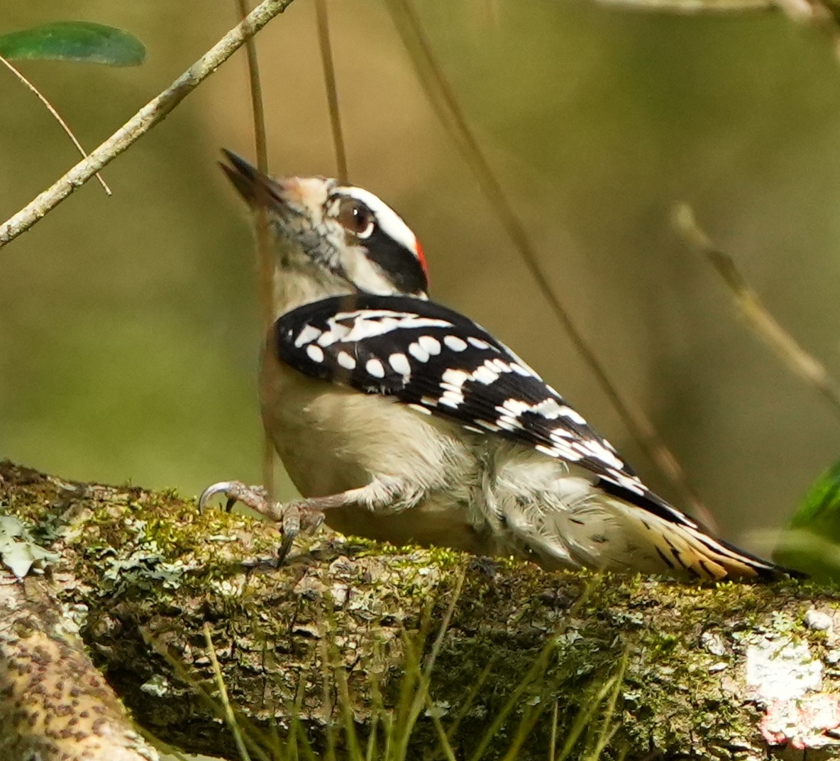 Downy Woodpecker - ML643692883