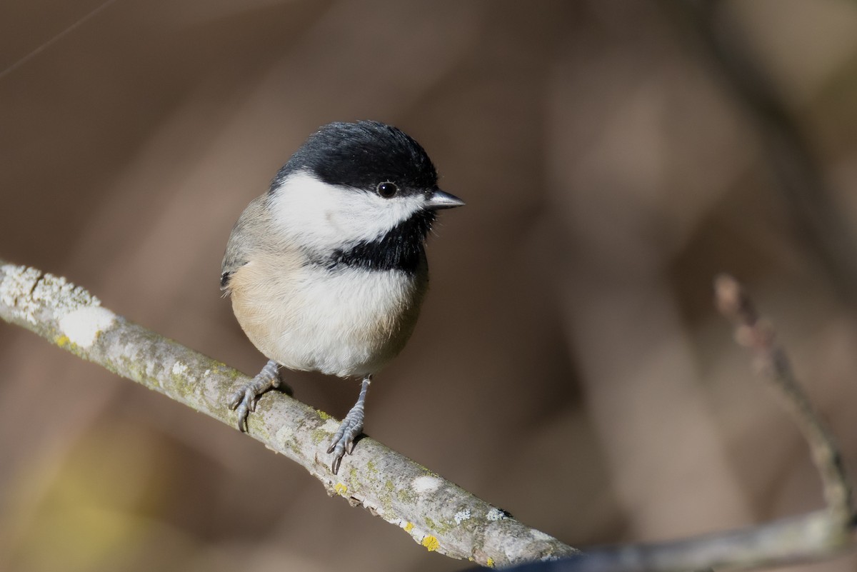 Carolina Chickadee - ML643692887