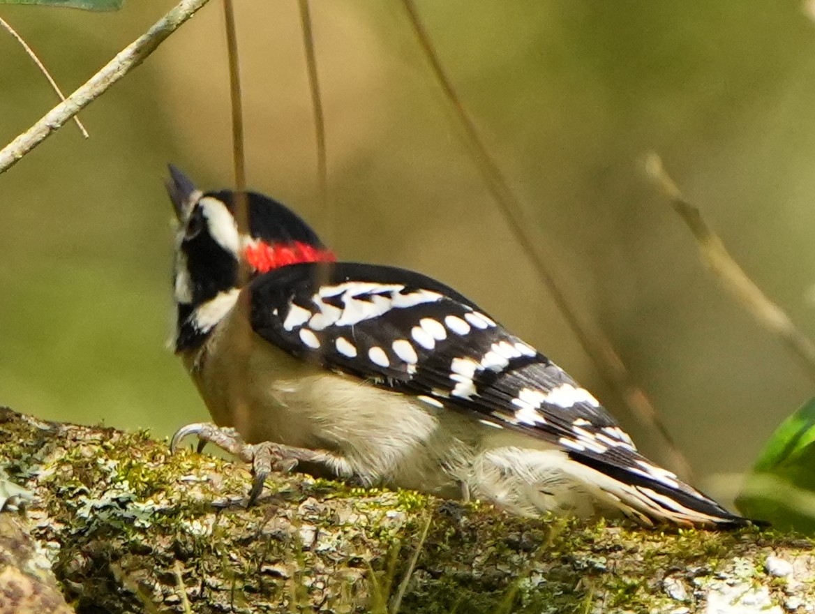 Downy Woodpecker - ML643692891
