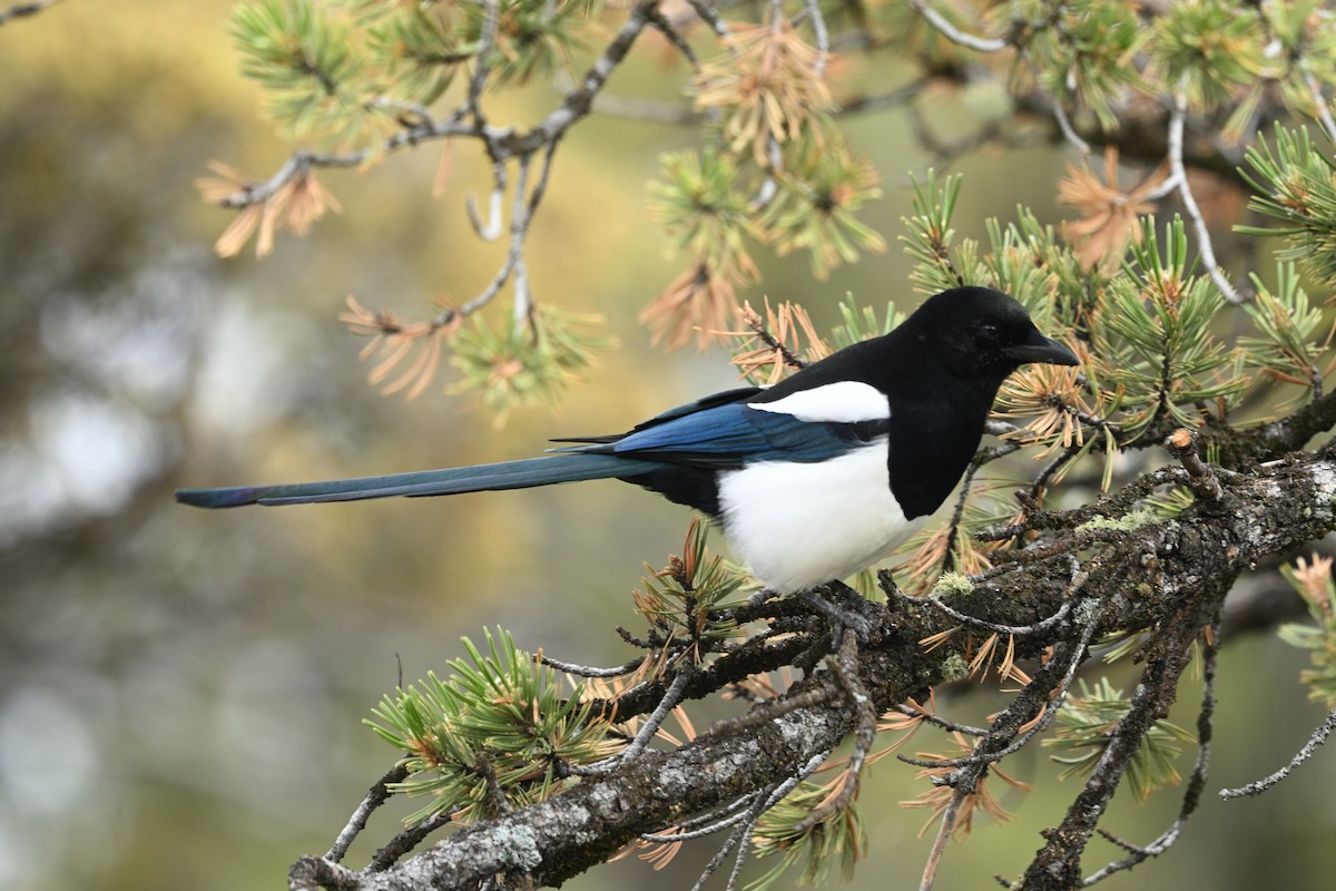 Black-billed Magpie - ML643692894