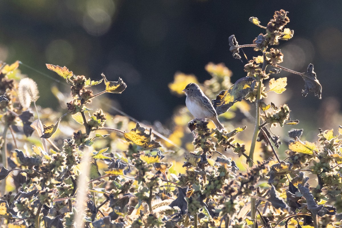 Grasshopper Sparrow - ML643692896