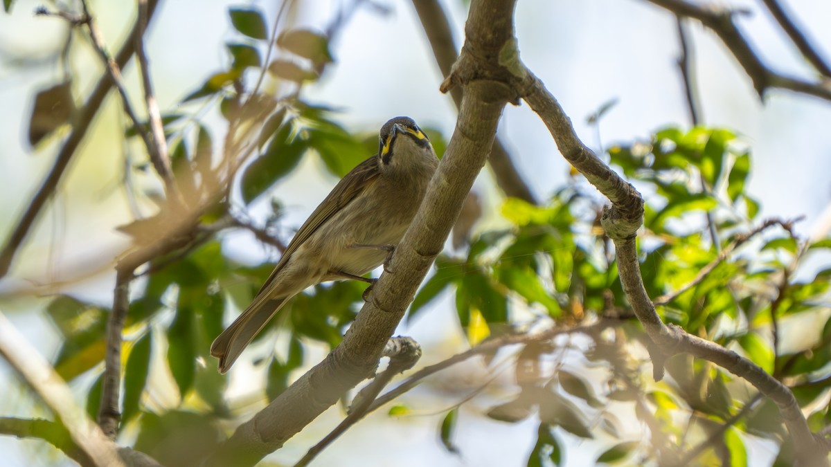 Yellow-faced Honeyeater - ML643692904