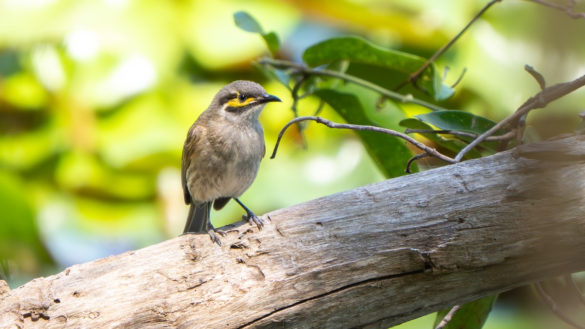 Yellow-faced Honeyeater - ML643692905