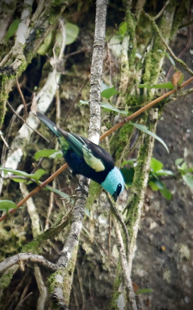 Blue-necked Tanager - ML643692924