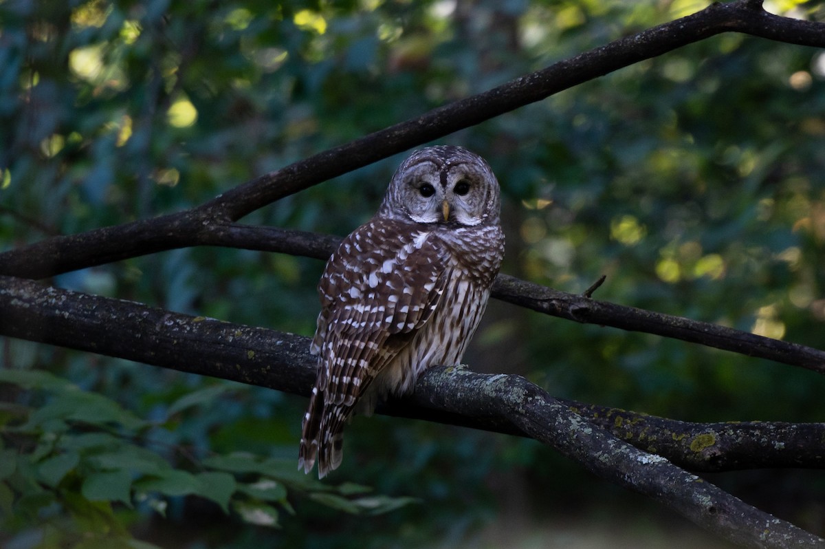 Barred Owl - ML643692942