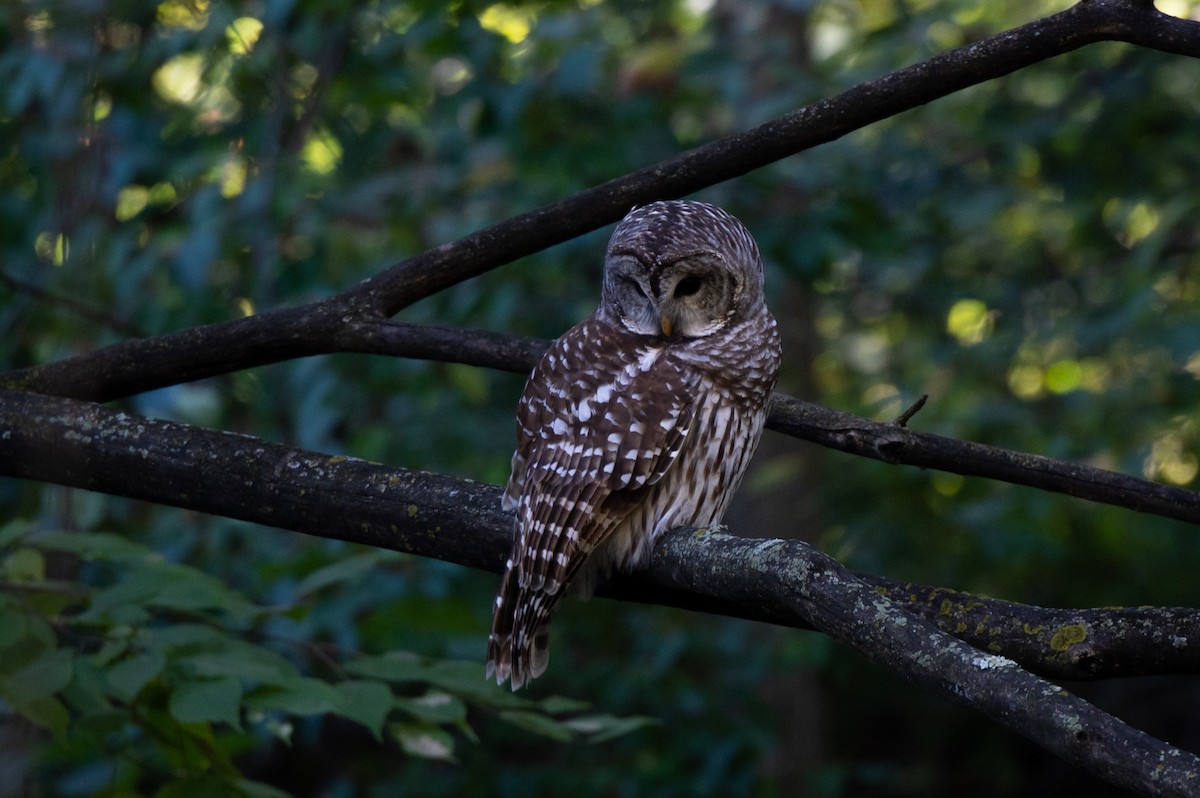 Barred Owl - ML643692943