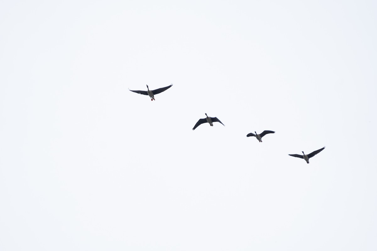 Taiga Bean-Goose - ML643692972