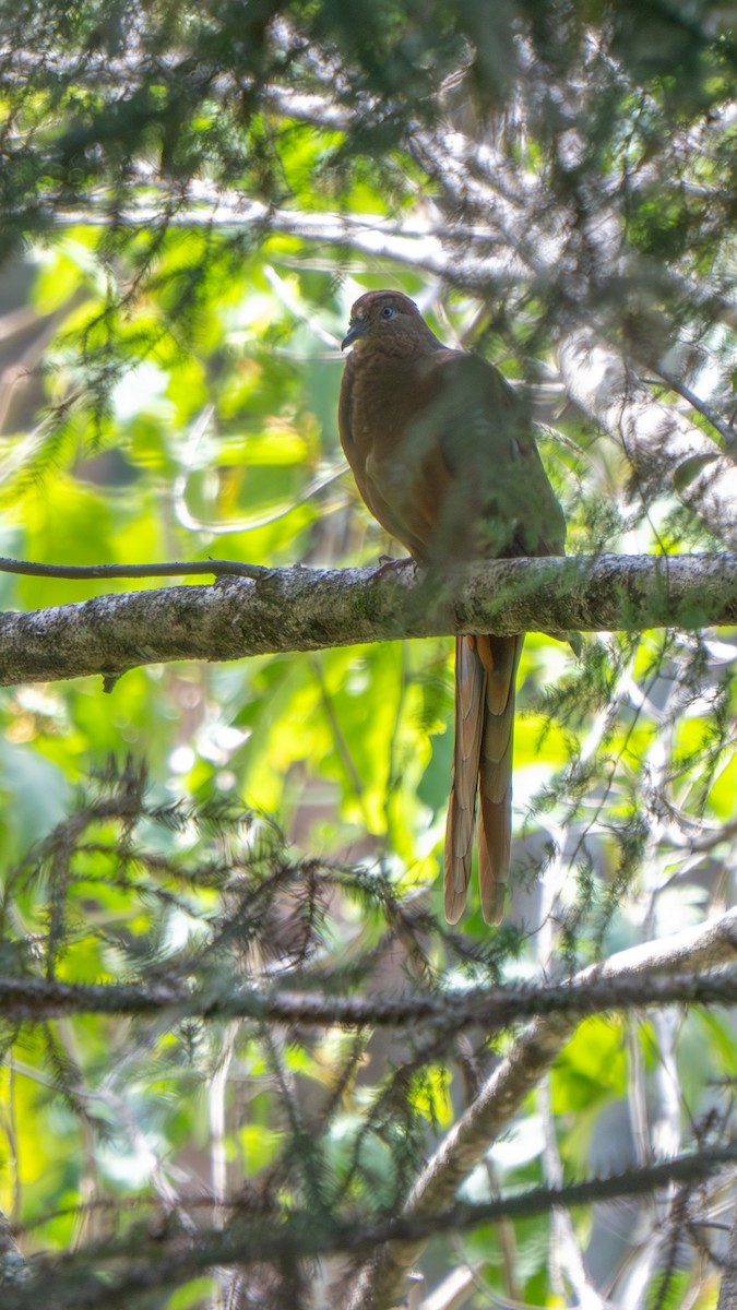 Brown Cuckoo-Dove - ML643692973