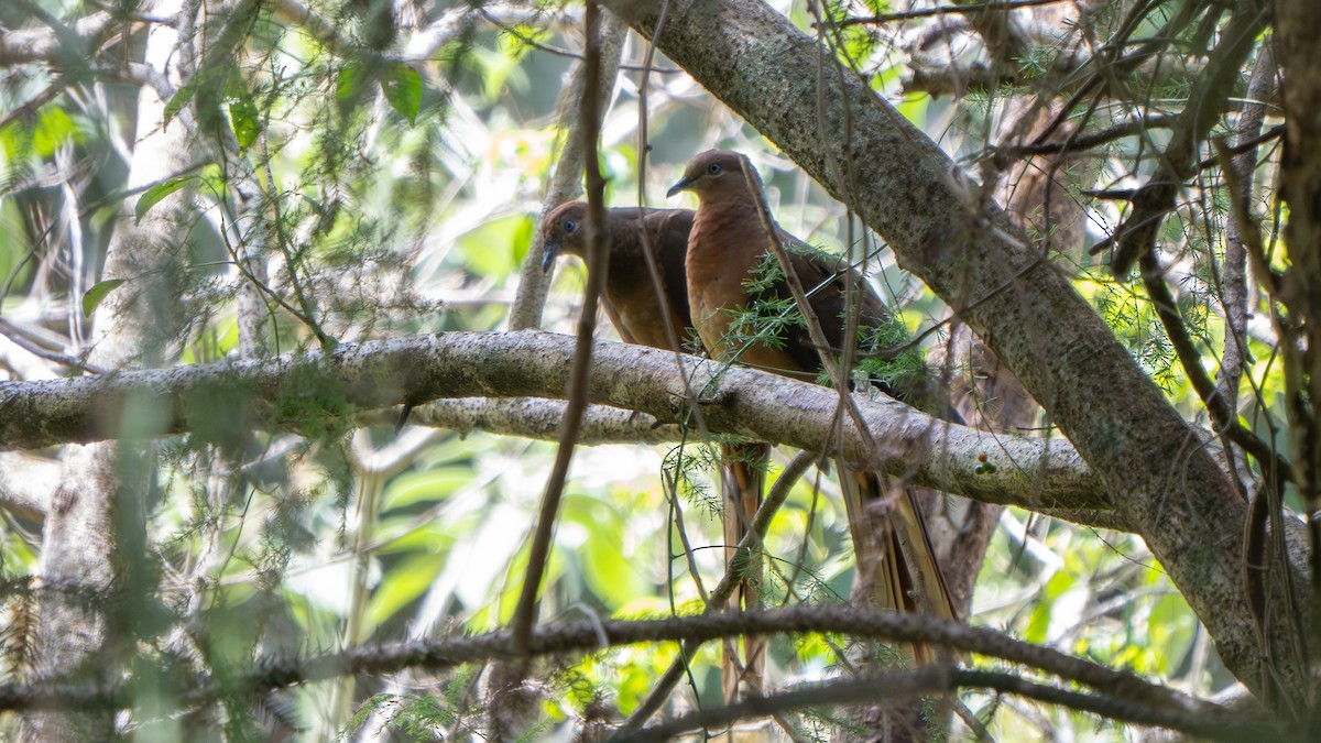 Brown Cuckoo-Dove - ML643692974