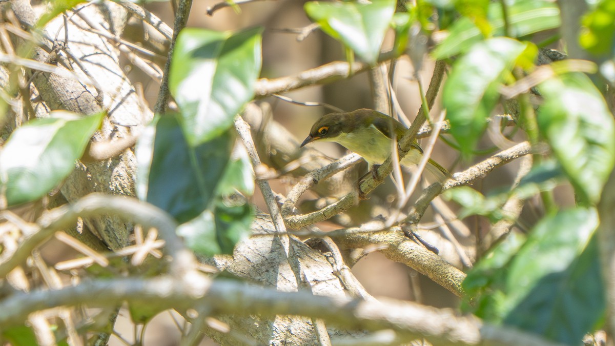 White-naped Honeyeater - ML643693002