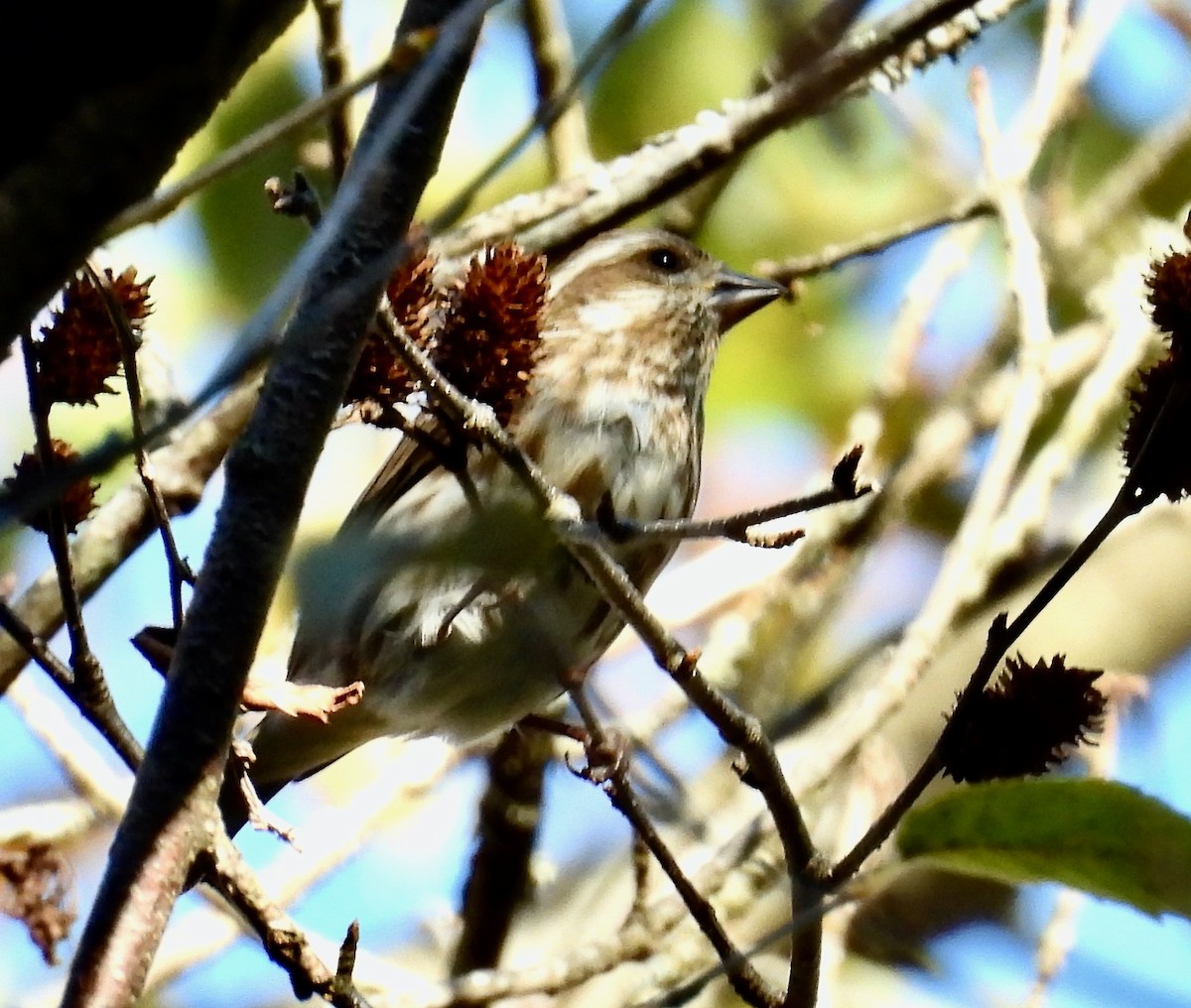 Purple Finch - ML643693006