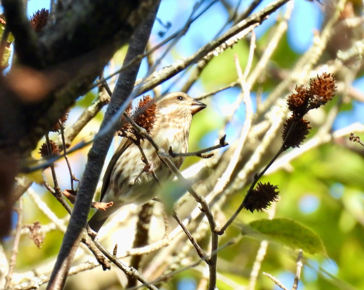 Purple Finch - ML643693007