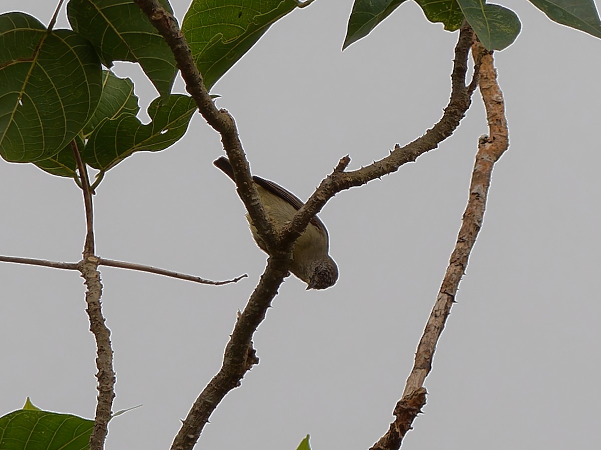Pygmy Heleia - ML643693017