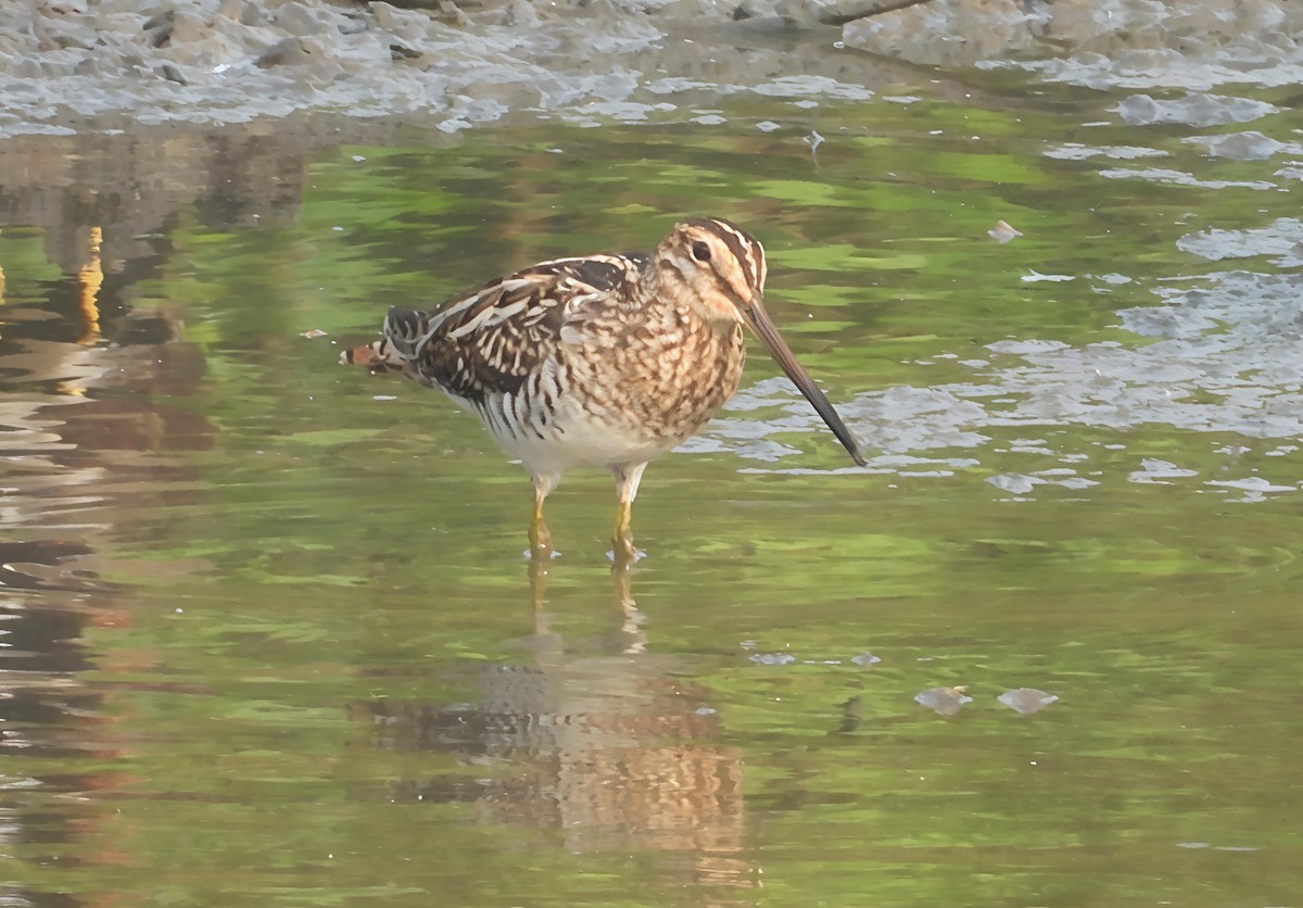 Common Snipe - ML643693018