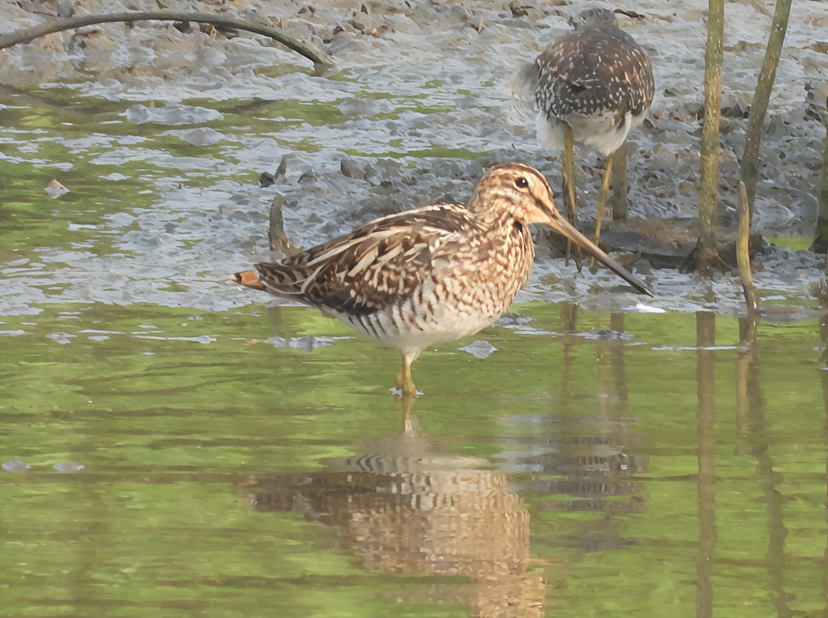 Common Snipe - ML643693019
