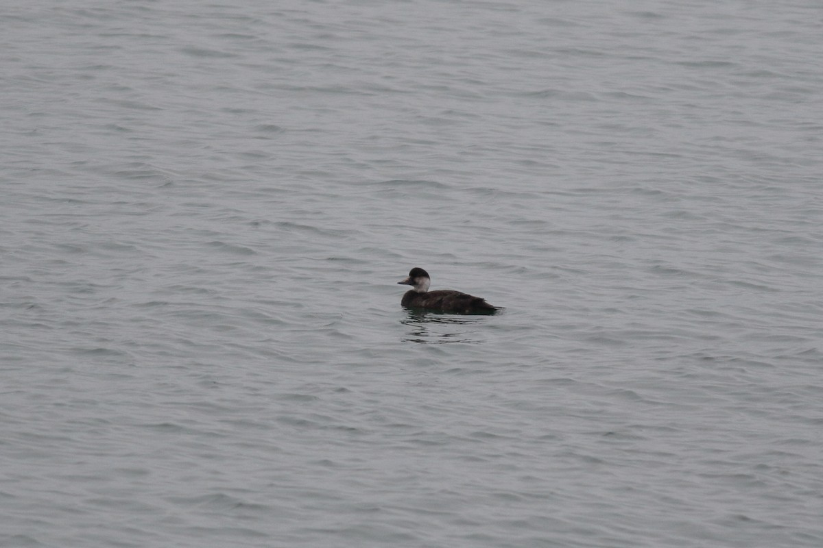 Common Scoter - ML643693024
