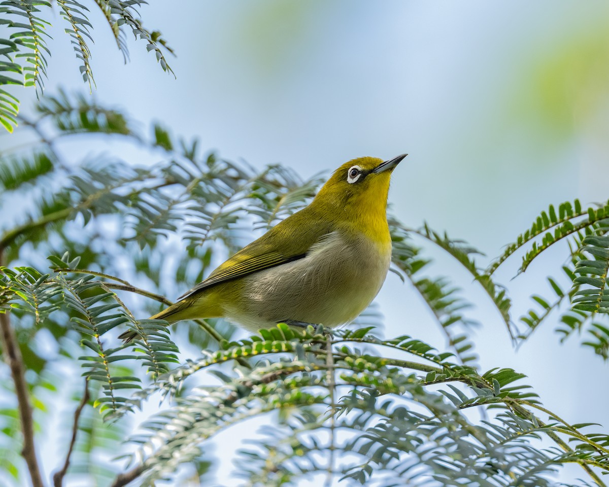 Warbling White-eye - ML643693029