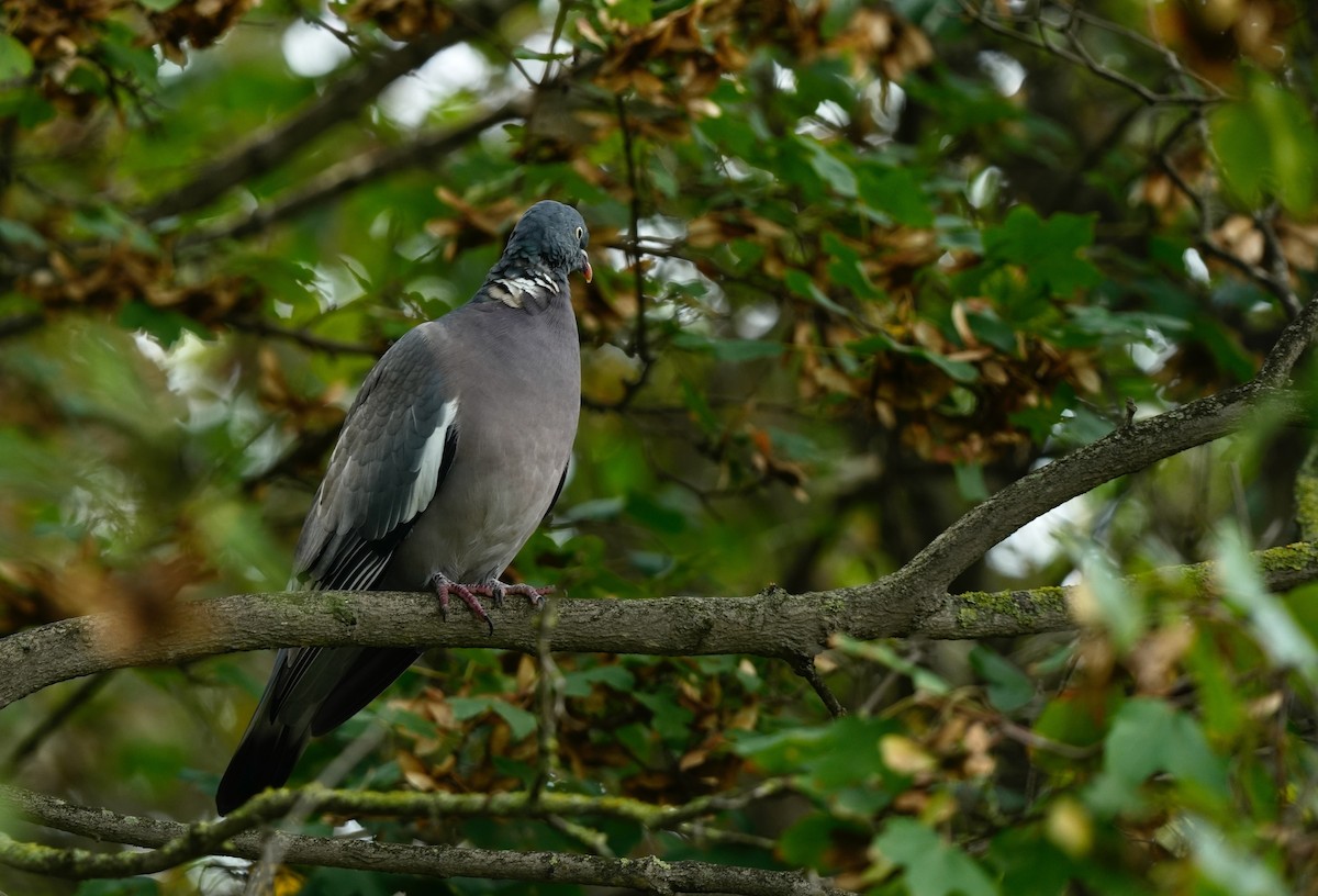 Common Wood-Pigeon - ML643693043