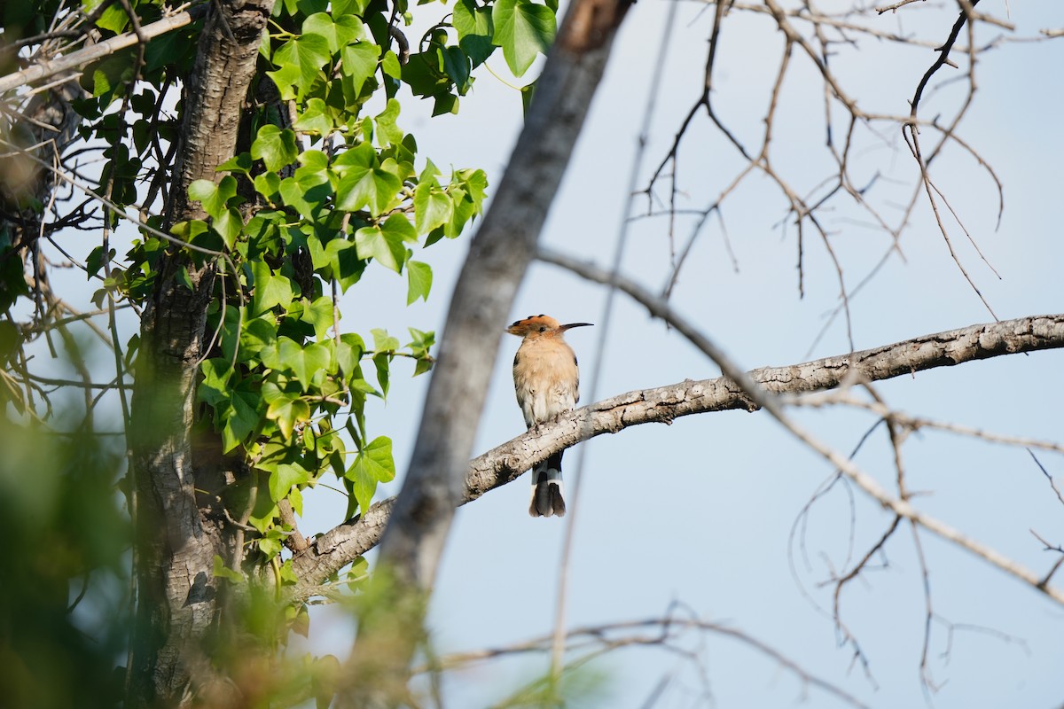Common Hoopoe - ML643693050