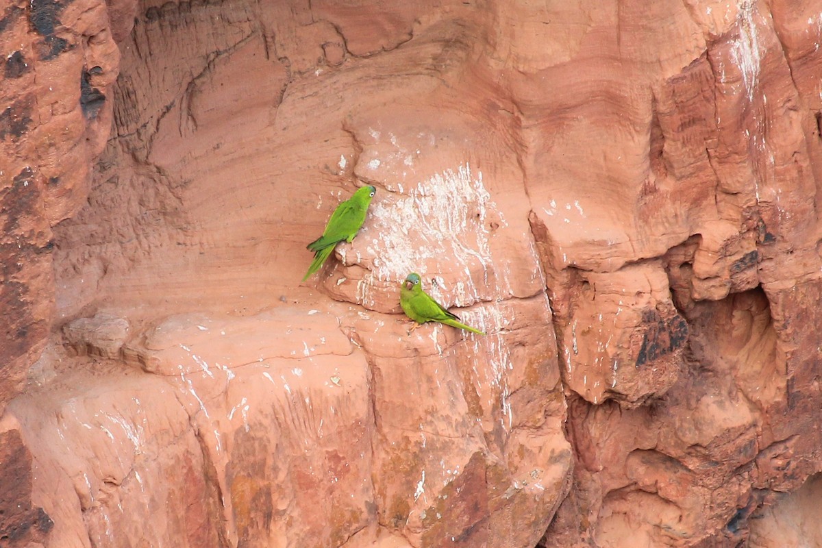 Blue-crowned Parakeet - ML643693056