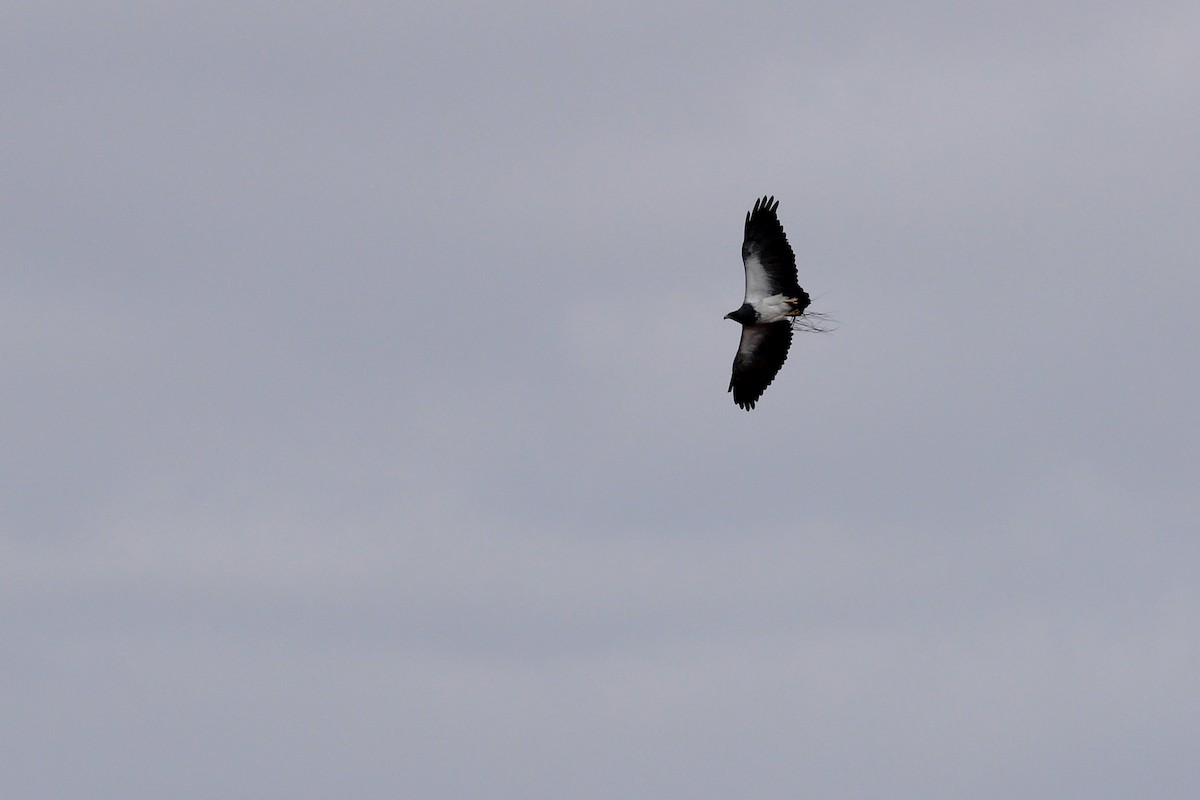 Black-chested Buzzard-Eagle - ML643693058